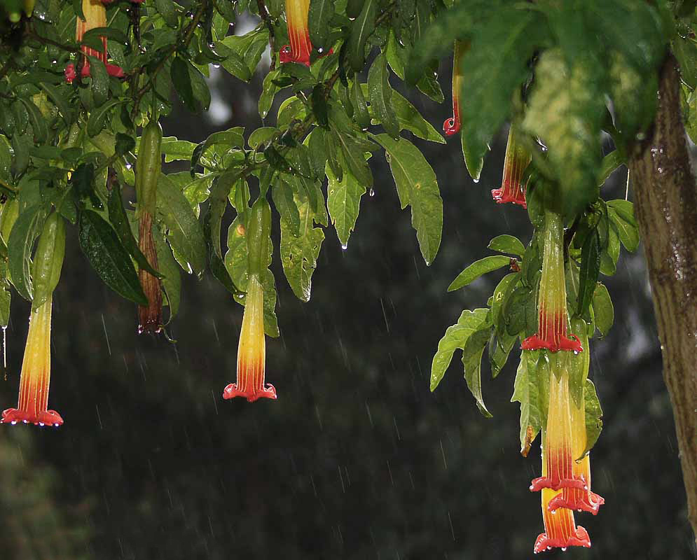 Bright orange and yellow Brugmansia sanguinea flowers in the rain