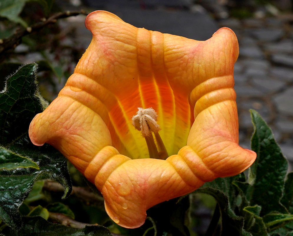 Close-up of a blooming Brugmansia sanguinea flower with thick, ribbed orange petals and a deep yellow throat surrounding the central stamens