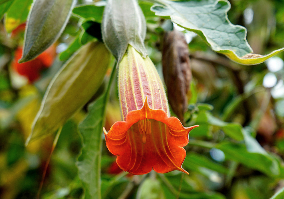 Beautiful red Brugmansia sanguinea flower with yellow veins 