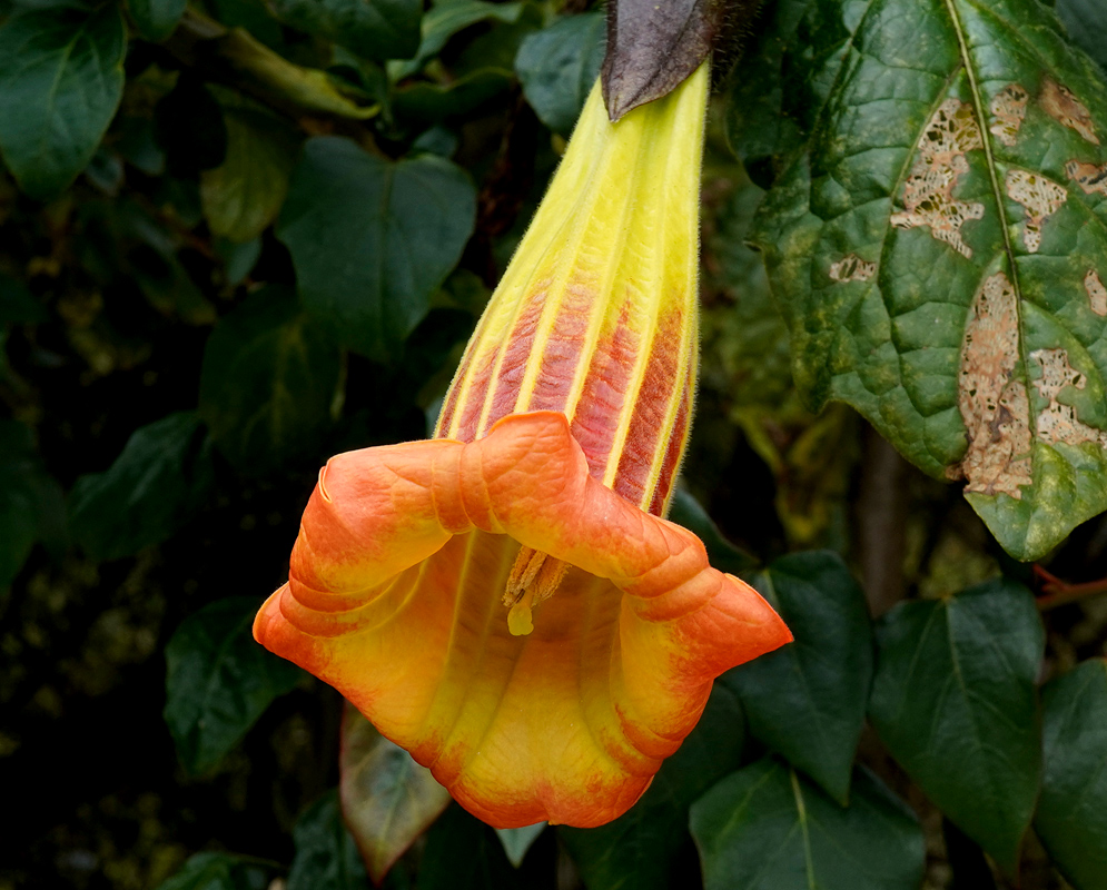 Large trumpet-shaped Brugmansia sanguinea flower hanging downward with radiant orange and yellow stripes and curled petal edges