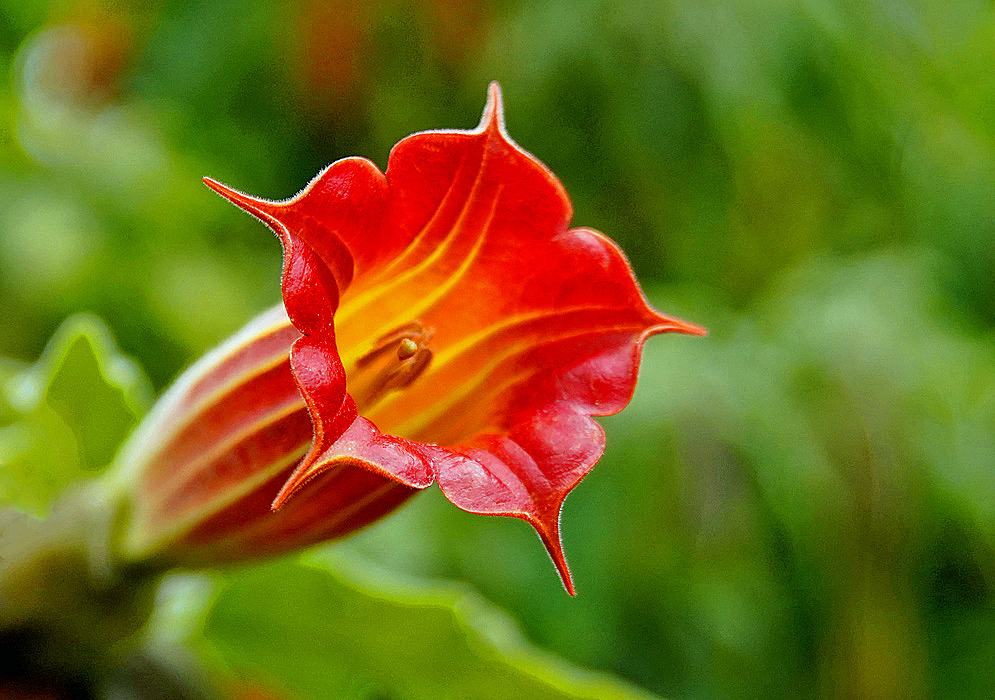 The red-orange and yellow throat of a Brugmansia sanguinea flower