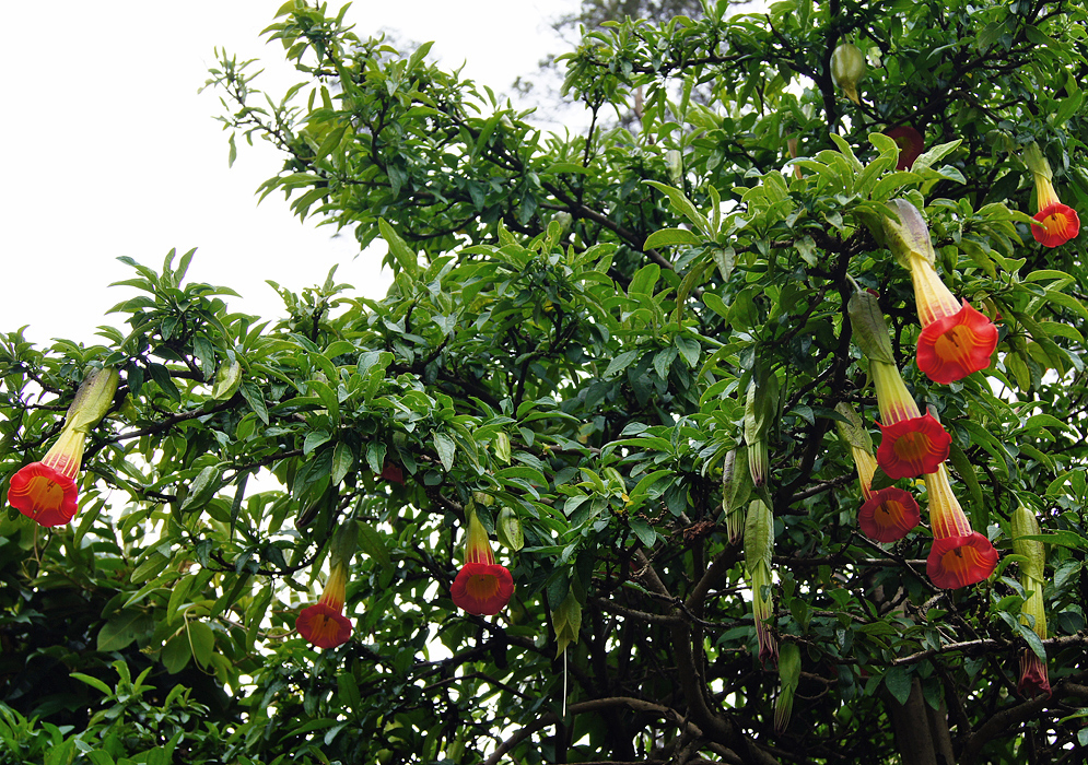 Brugmansia sanguinea flowers hanging from a tree