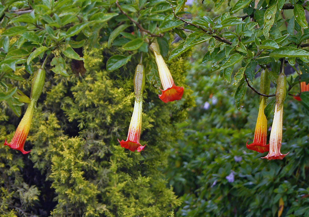 Five red and yellow Brugmansia sanguinea flowers wet from rain    