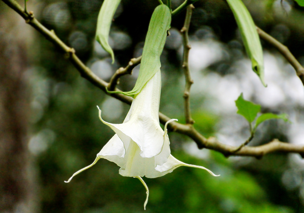 Single white brugmansia suaveolens flower