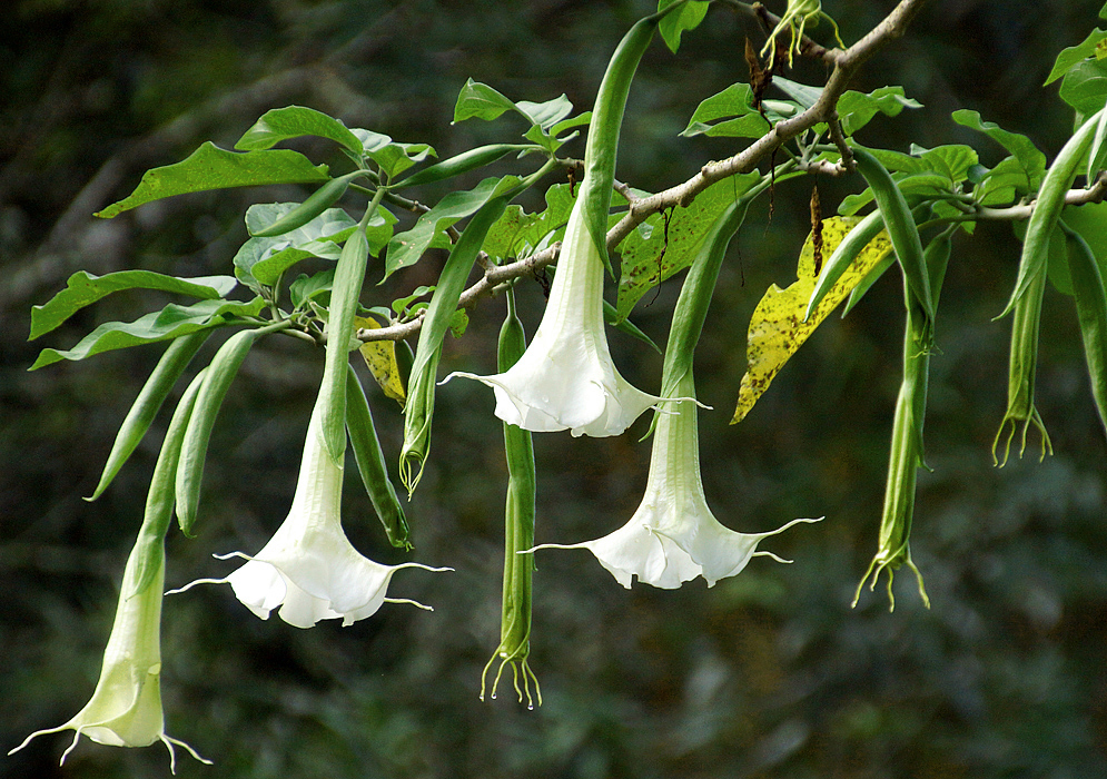 White Brugmansia suaveolens flowers hanging from a brach
