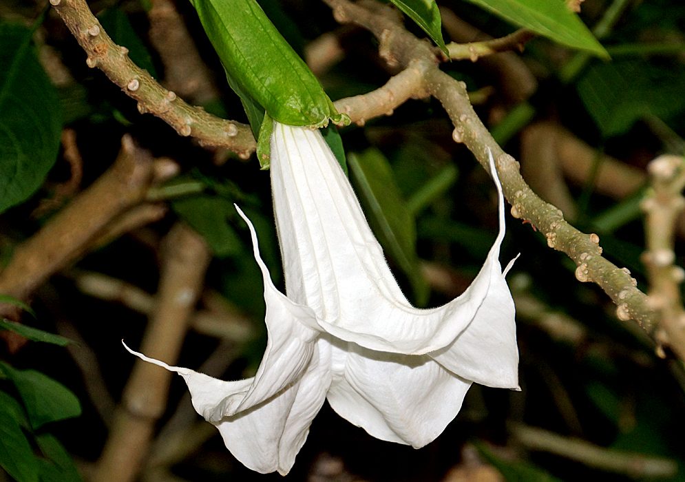 One white Brugmansia suaveolens flower