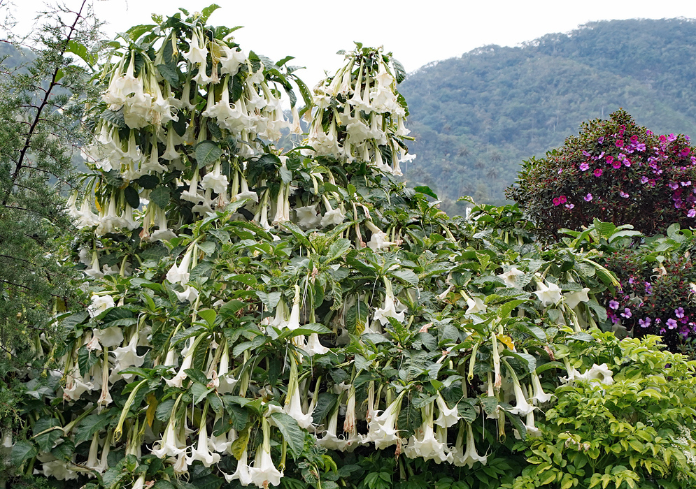 Brugmansia arborea tree with white flowers scared by insects
