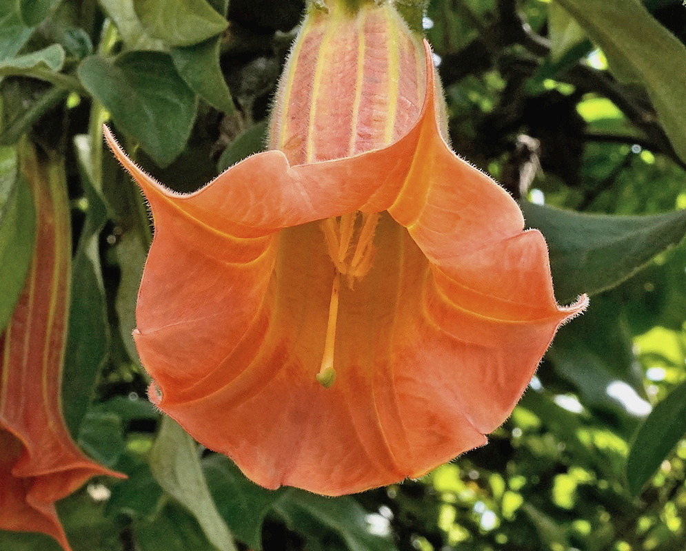 Brugmansia vulcanicola flower with orange coloration