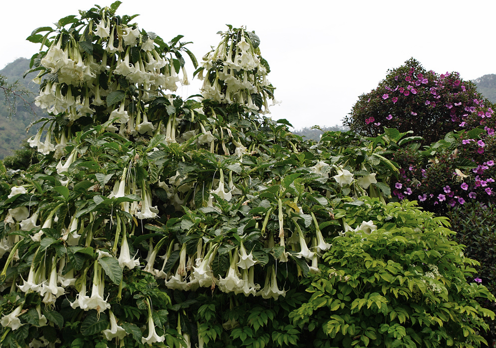 Brugmansia arborea with drooping white flowers