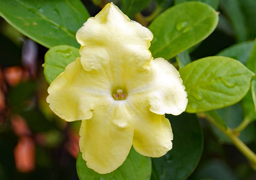 One light colored yellow Brunfelsia americana flower