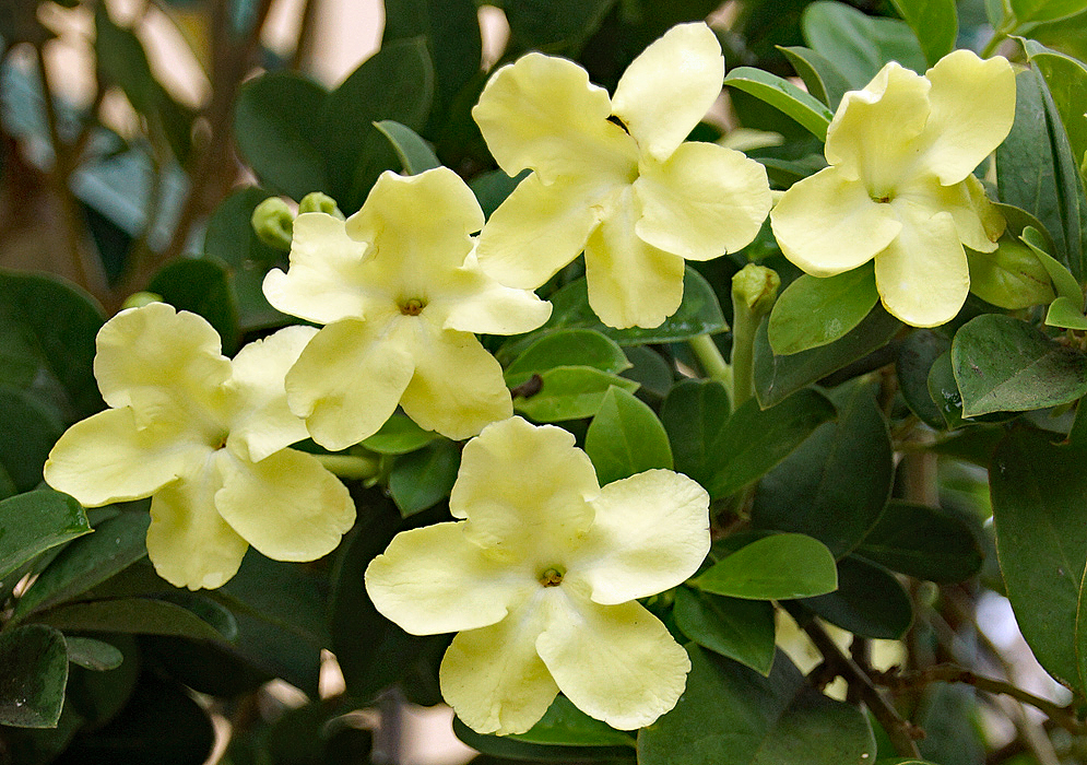 Yellow-cream Brunfelsia americana flowers