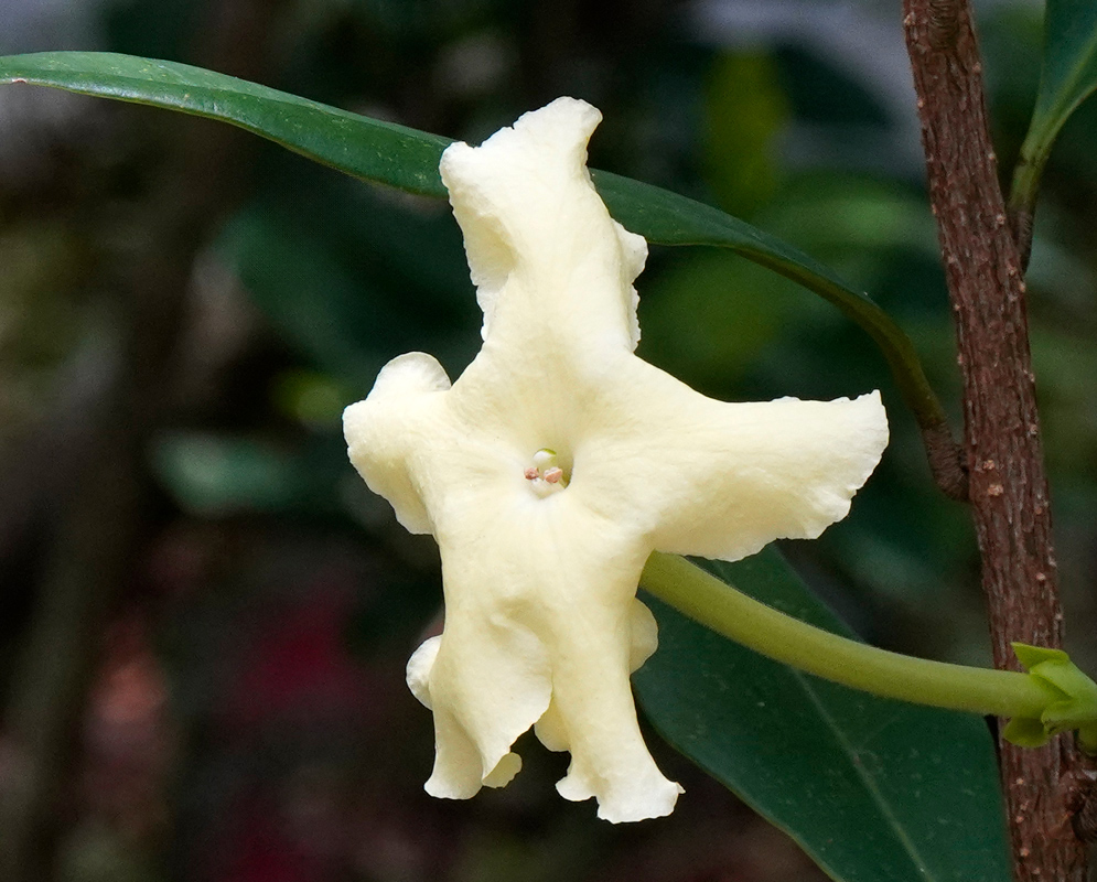 Brunfelsia americana White Flower Close-up of a single Brunfelsia americana flower with creamy white, twisted petals and a yellow-green throat, set against dark green foliage