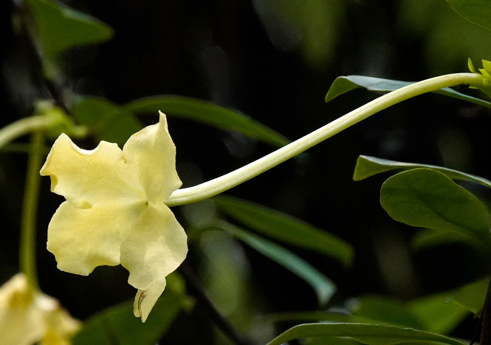 Brunfelsia americana Yellow Flower Single pale yellow flower of Brunfelsia americana with gently crinkled petals and an unusually long tubular stem extending from dark green foliage
