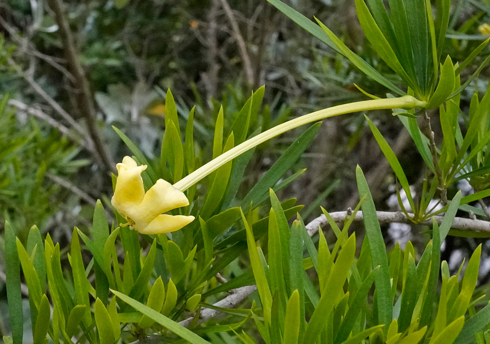 Side view of a Brunfelsia densifolia flower with a long, slender yellow tube and star-shaped petals emerging from narrow green leaves