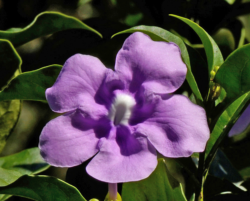 Brunfelsia grandiflora Violet Flower A close-up of a Brunfelsia grandiflora flower showing five broad, wrinkled violet petals with a white center and surrounded by lush green leaves