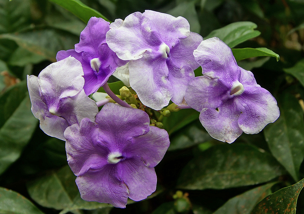 A small cluster of Brunfelsia grandiflora of purple and white flowers