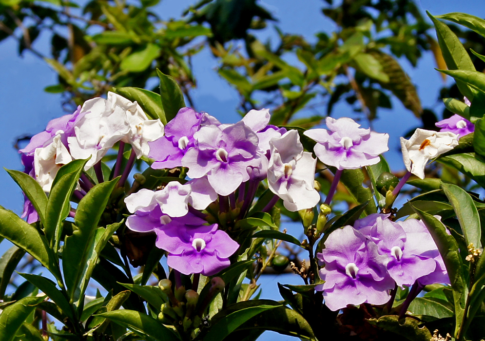 Purple and white Brunfelsia grandiflora flowers in sunlight with a blue sky background