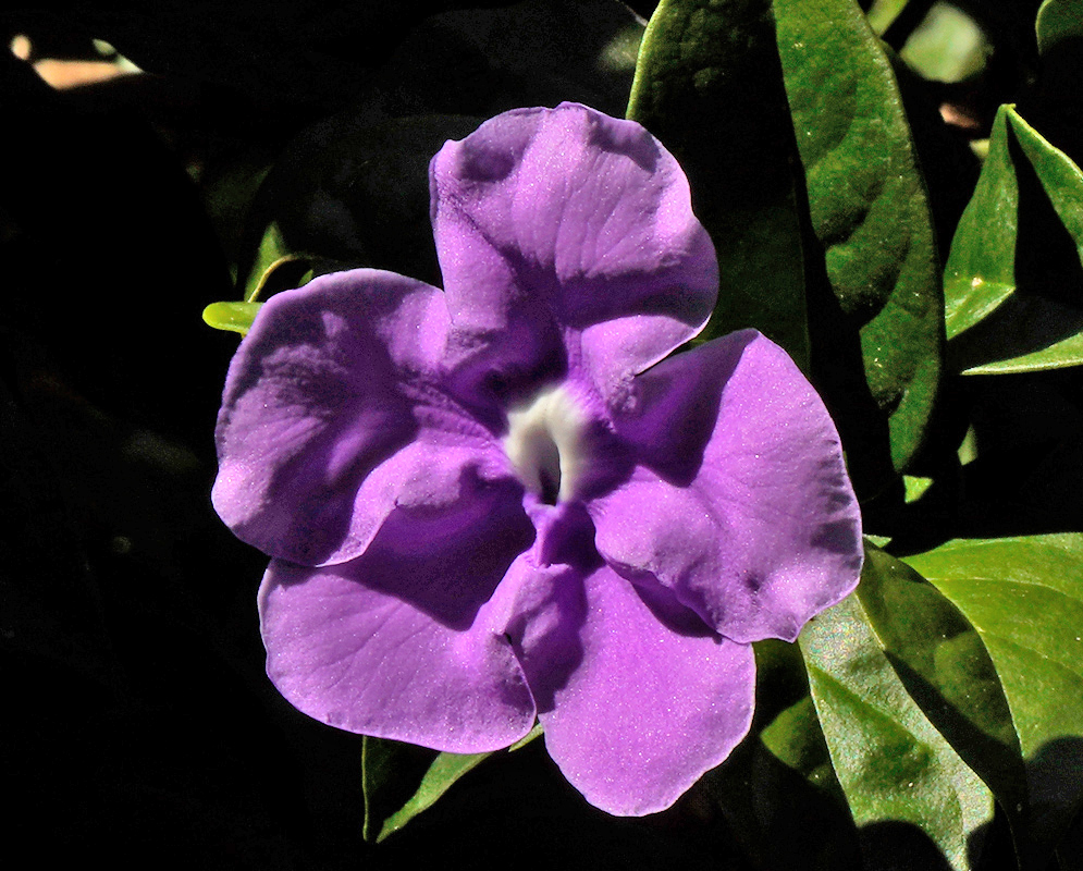 Brunfelsia grandiflora Purple Bloom A vibrant purple Brunfelsia grandiflora bloom with wavy petals and a pale white center, standing out against a background of dark green leaves