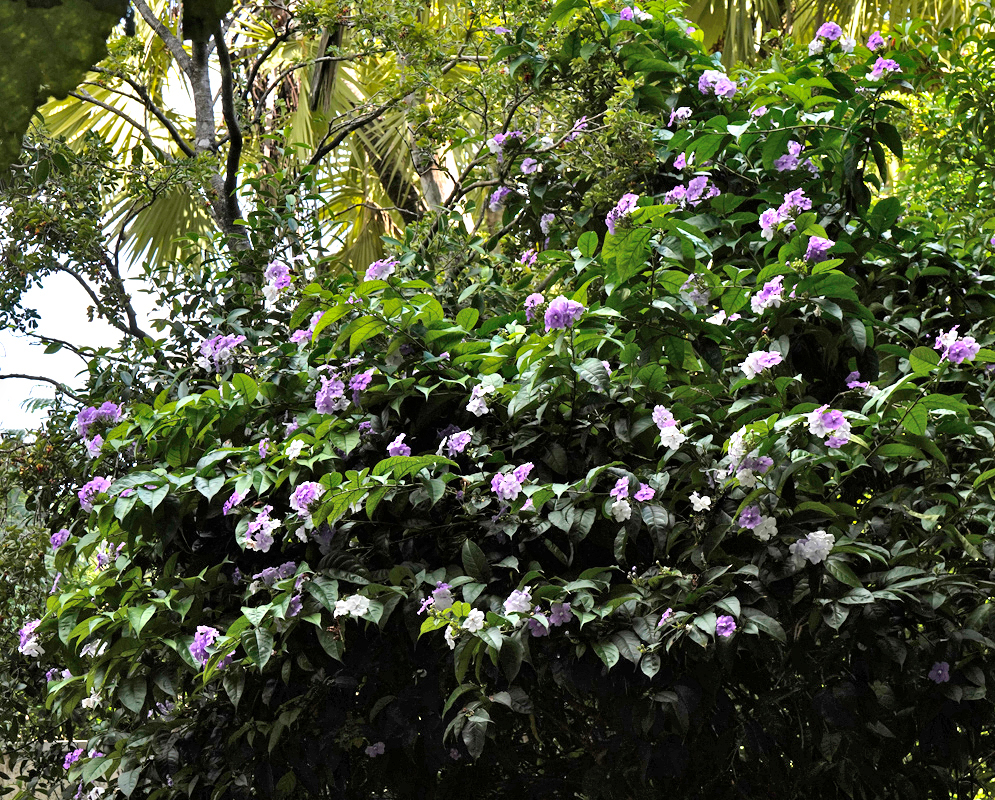 A blooming Brunfelsia grandiflora shrub