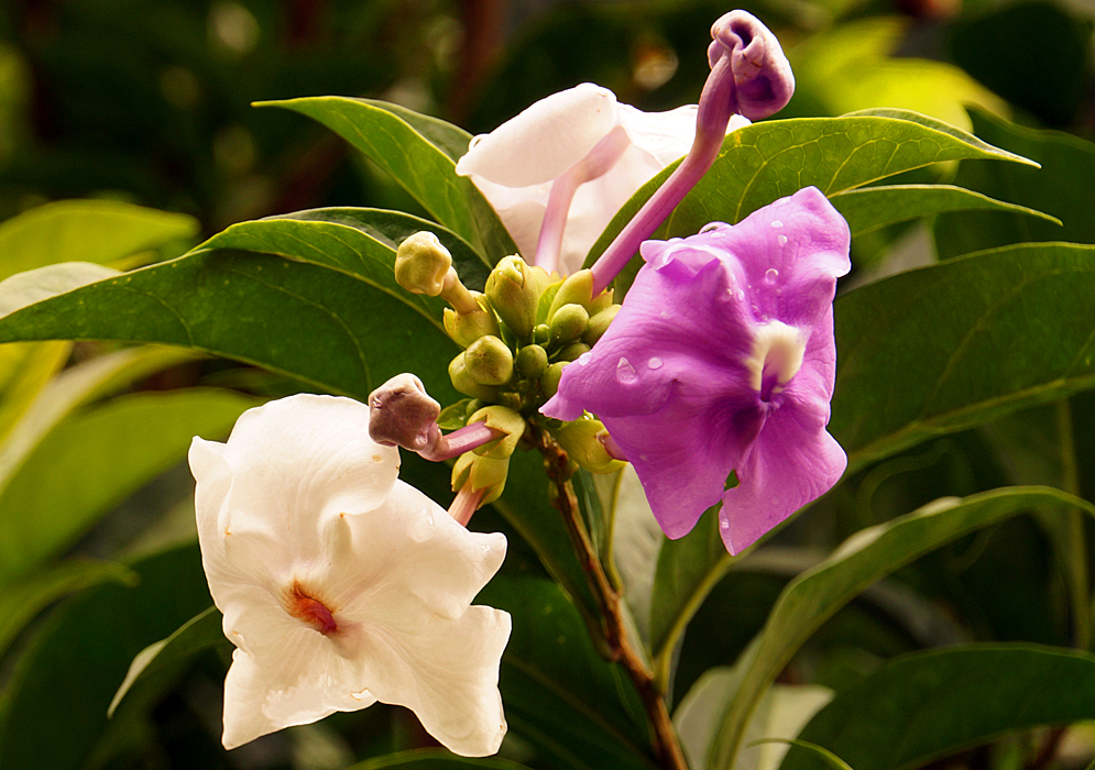 One purple and one white Brunfelsias grandiflora Flower