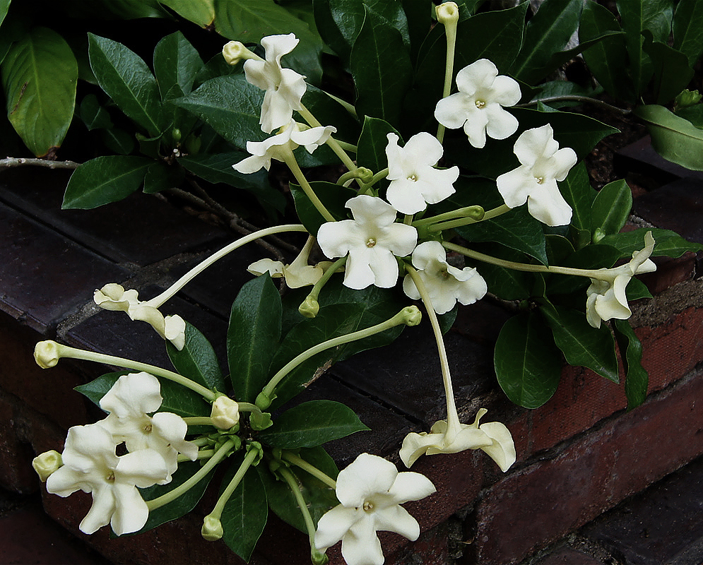 White and cream colored Brunfelsia nitida flowers