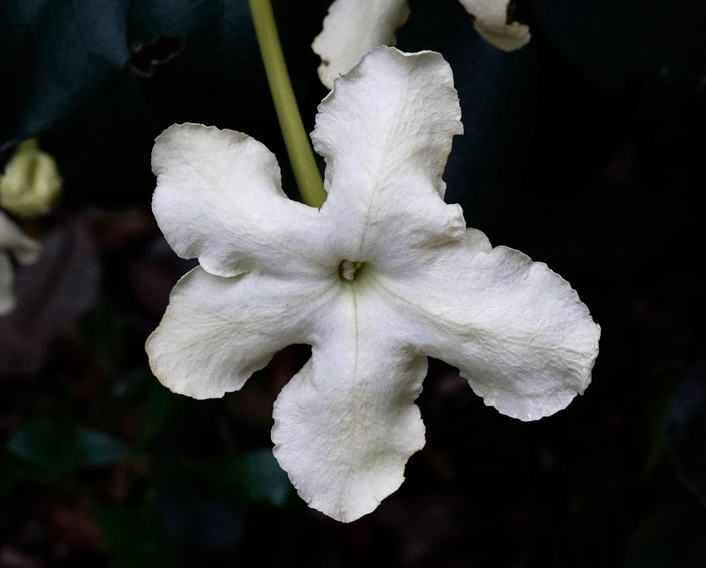 Bright white flower of Brunfelsia nitida with ruffled petal margins and a soft creamy center, set against a shadowed forest backdrop