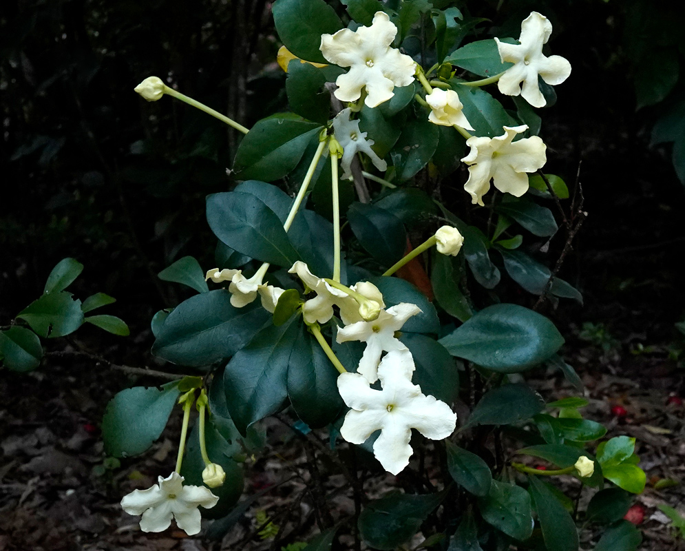 Cluster of white Brunfelsia nitida flowers blooming on a shrub with dark green oval leaves in a shaded forest environment