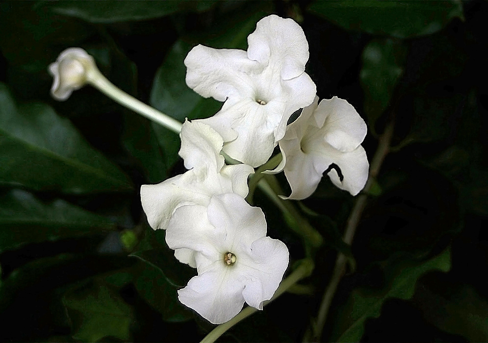 White brunfelsia nitida flowers  