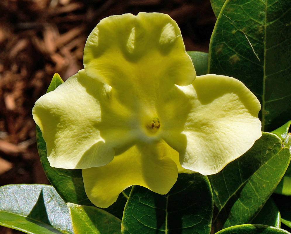 Pale yellow Brunfelsia nitida flower with crinkled petals and a faint central vein, illuminated by sunlight against dark green leaves