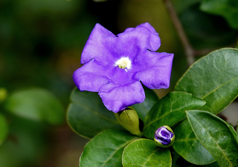 A purple Brunfelsia pauciflora flower with yellow and white center