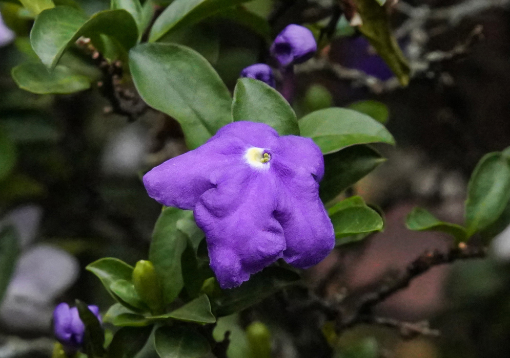 A Brunfelsia pauciflora purple flower with a white and yellow center