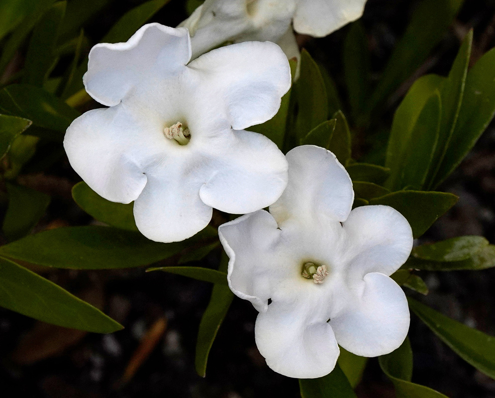 Brunfelsia undulata White Flowers Two white Brunfelsia undulata flowers with five rounded petals each, blooming among glossy green lance-shaped leaves