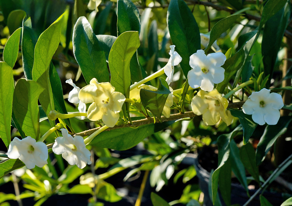 Brunfelsia undulata Cluster of white and pale yellow Brunfelsia undulata flowers growing along a leafy branch in bright sunlight