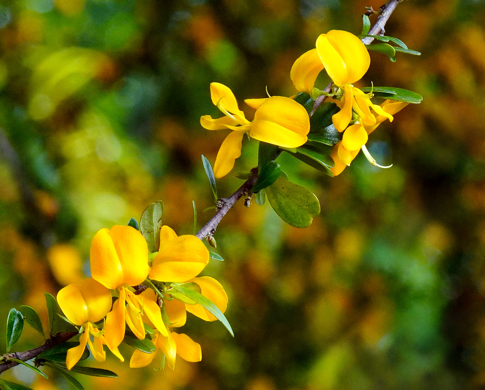 Brya ebenus Yellow Flowers Cluster of bright yellow Brya ebenus flowers along a slender woody stem with small green leaves against a blurred green and yellow background