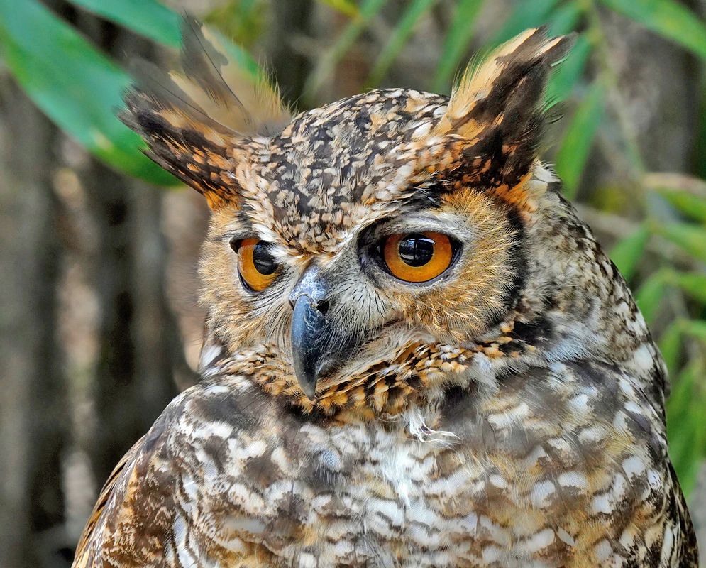 Bubo virginianus Head Sharp close-up of Bubo virginianus showing orange eyes, black beak, raised ear tufts, and speckled facial feathers, against a blurred forest background