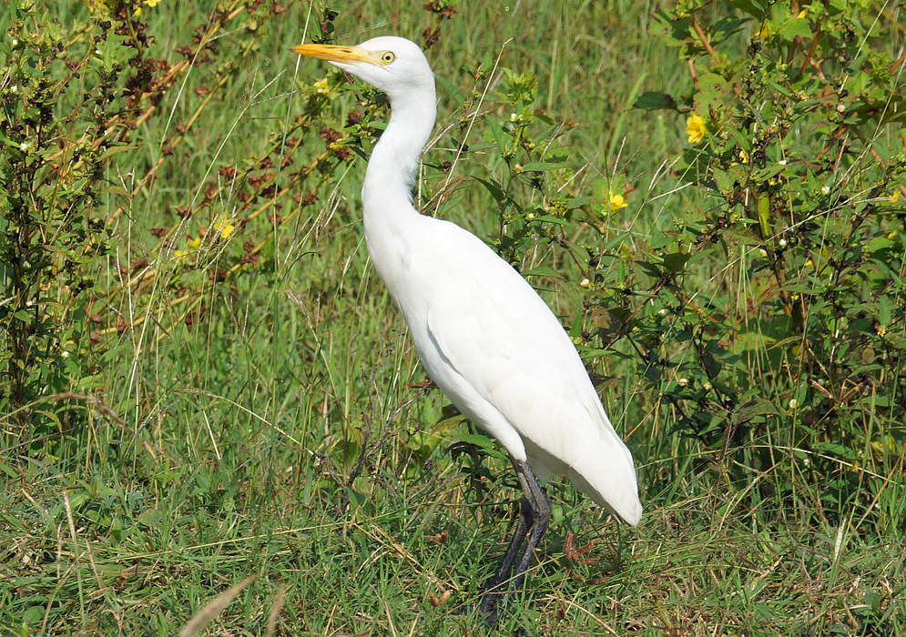 A white Bubulcus ibis standing in the grass