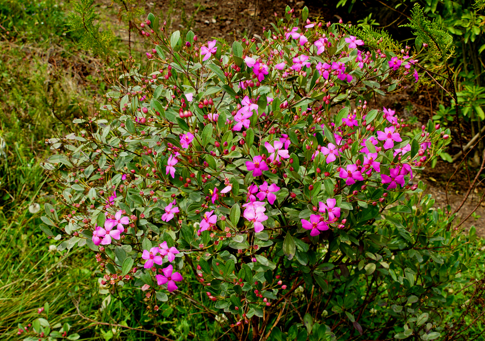 Beautiful bush with magenta color flowers surrounded by green vegetation