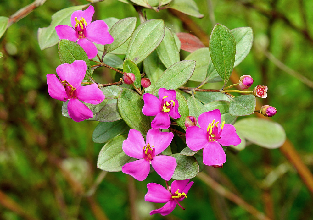 Raindrop covered bright pink Bucquetia glutinosa flowers and red flower buds on a branch with small red and green leaves 