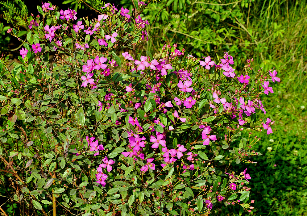 Flowering Bucquetia glutinosa shrub in sunlight