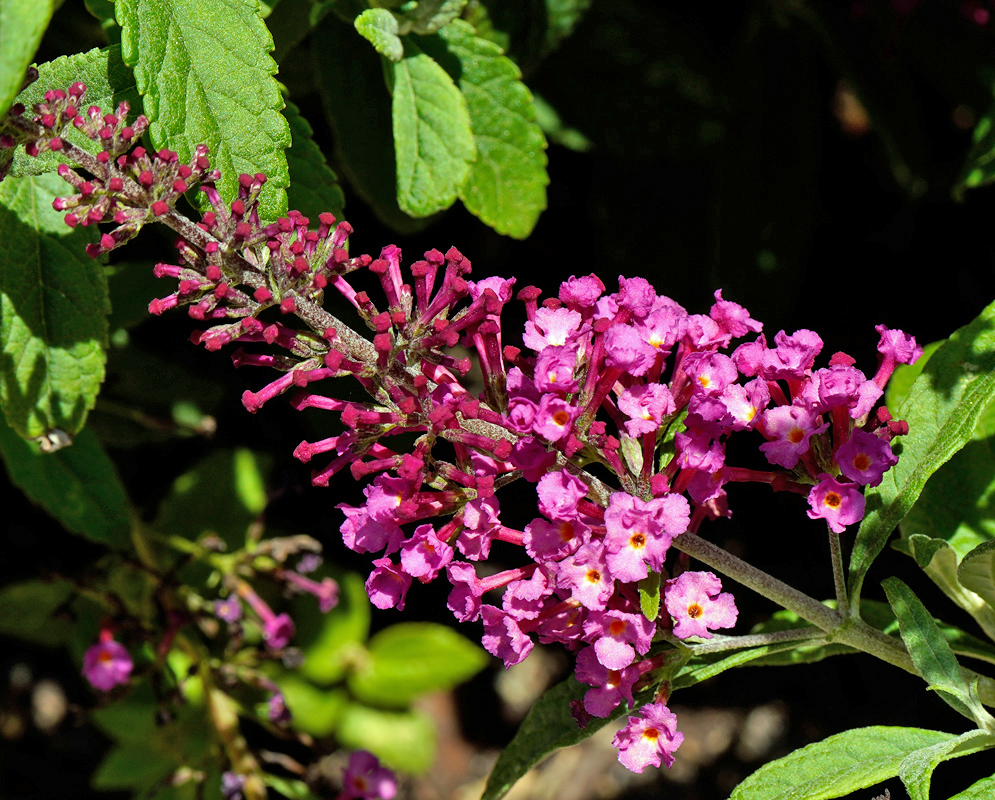 A partially opened inflorescence of Buddleia davidii hybrid with pink to fuchsia flowers emerging alongside leafy stems