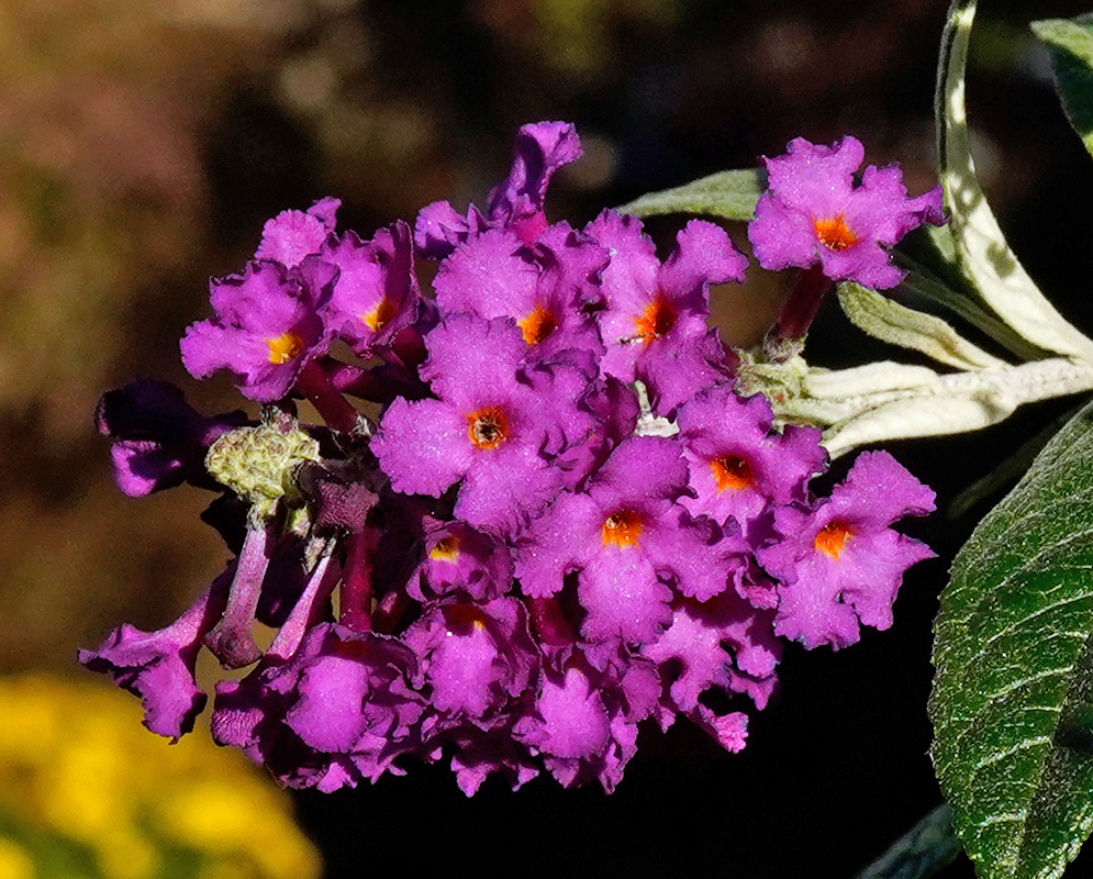 A vibrant magenta flower cluster of Buddleia davidii with bright orange centers, surrounded by soft green leaves