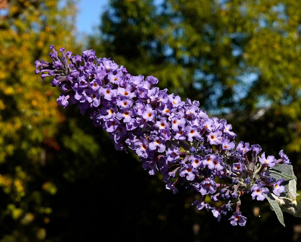 A cone-shaped purple inflorescence of Buddleia davidii flowers with yellow-orange throats, set against a blurred background of foliage