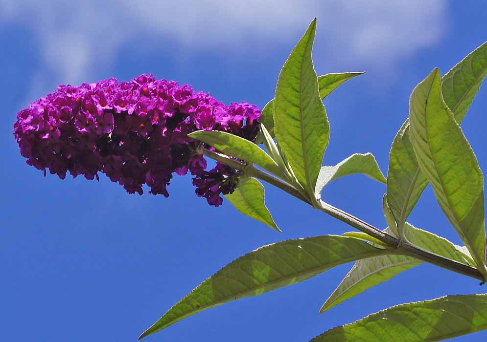 Inflorescence with purple flowers hit by sunlight under a dark blue sky