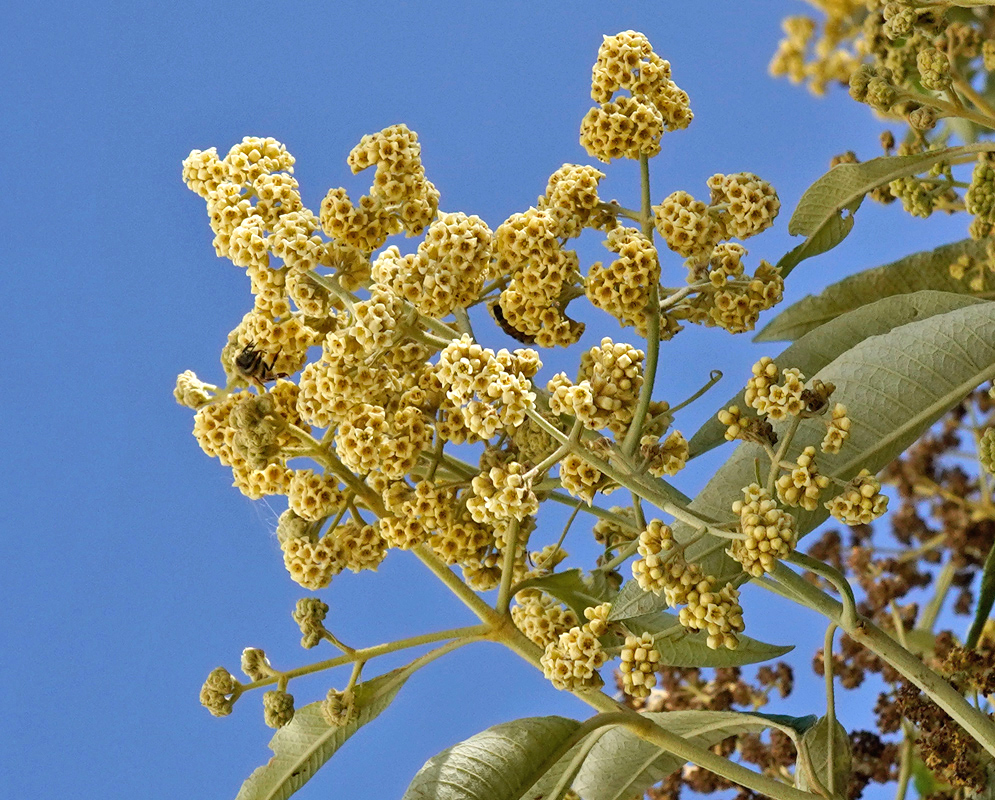 Cluster of small rounded yellow flowers of Buddleja bullata against a clear blue sky, surrounded by large green leaves