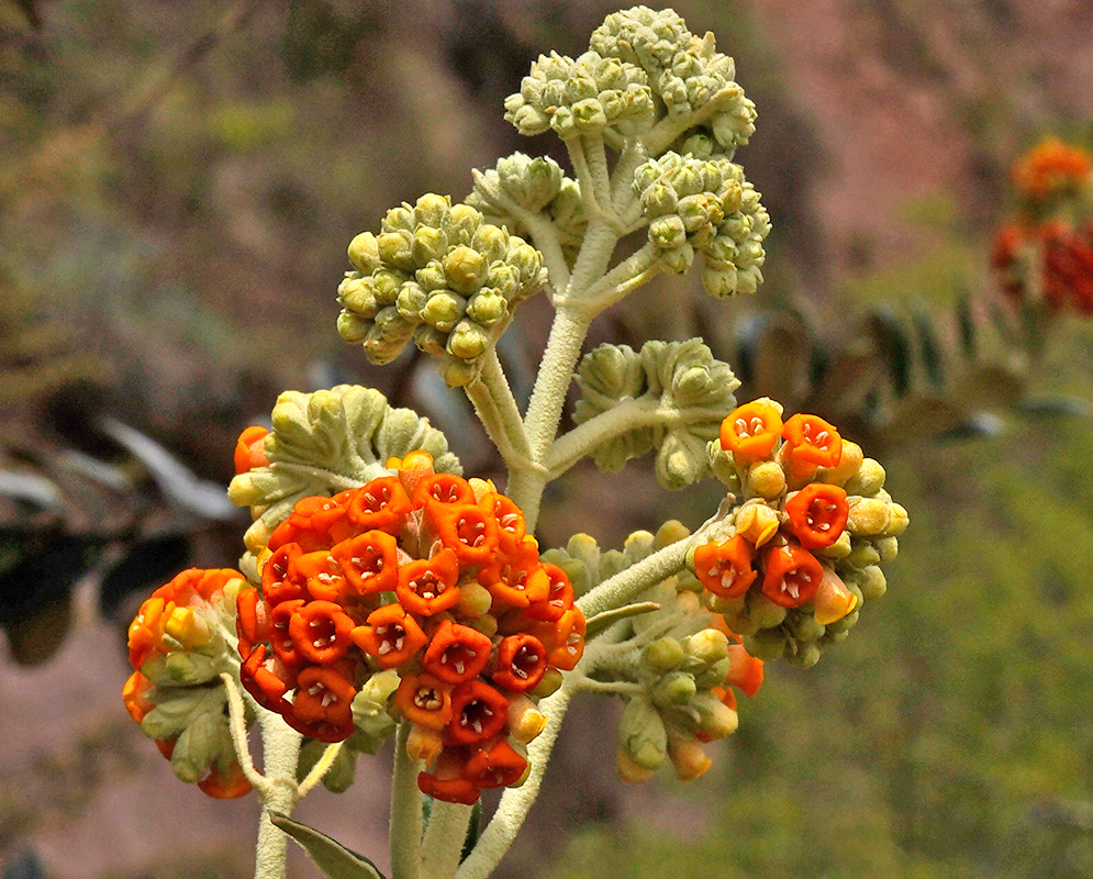 A cluster of bright orange tubular flowers with five small petal lobes, surrounded by pale green buds and fuzzy silvery stems against a blurred natural background