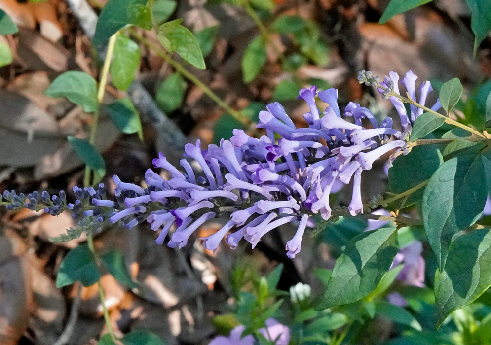 Arching spray of tubular lavender Buddleja lindleyana flowers packed along a slender spike, each bloom with a long narrow tube and four-lobed mouth, set among opposite green leaves