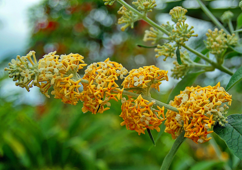 Buddleia madagascariensis green inflorescence cover with clusters of yellow and cream-white flowers