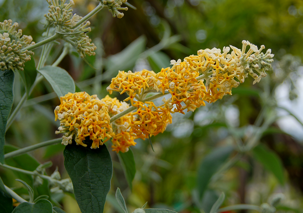 Yellow and cream flowers on a buddleia madagascariensis inflorescence