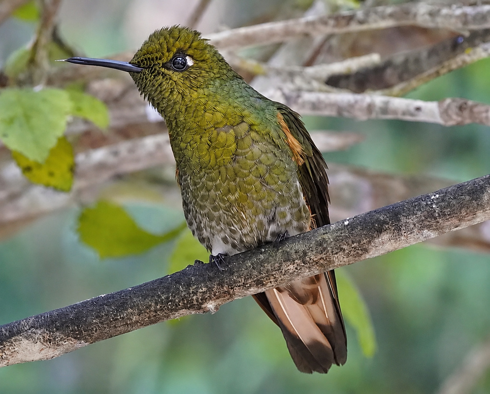 Boissonneaua flavescens Full Body Alternate A Boissonneaua flavescens shown in a full-body view with its plumage and body shape visible from a second distinct angle