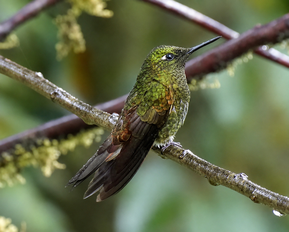 Boissonneaua flavescens Perched Alternate A Boissonneaua flavescens perched with its plumage and characteristic features visible from a second distinct angle